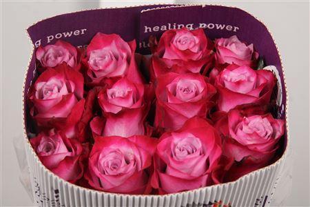 Rosa grootbloemig Deep Purple