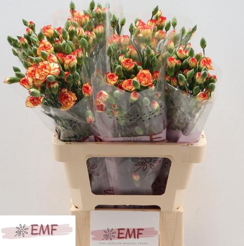 Dianthus tros Boogie