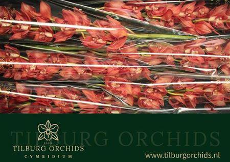 Cymbidium grootbloemig per tak 'Princess Fredericka'