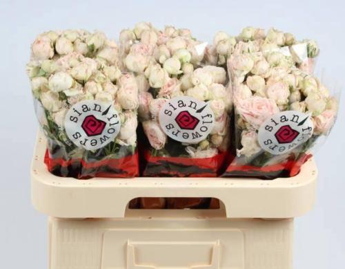 Rosa tros Lady of the Dawn