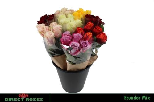 Rosa grootbloemig overig