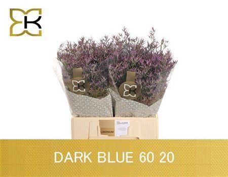 Limonium Safora Dark Blue