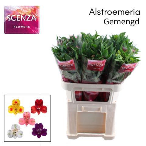 Alstoemeria gemengd in fust