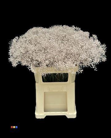 Gypsophila overig kleurbehandeld H%