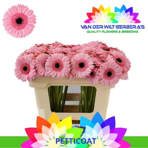 Gerbera mini 'Petticoat'