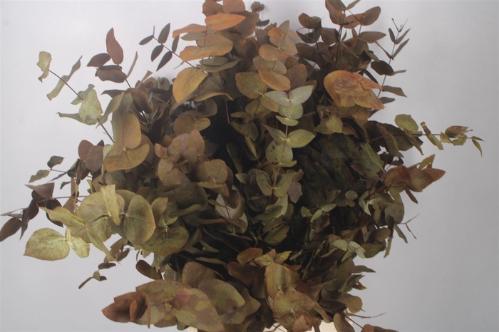 Eucalyptus cinerea kleurbehandeld per bos H%