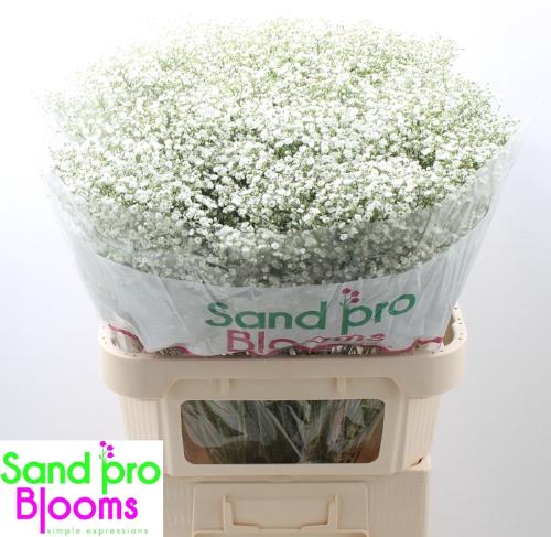 Gypsophila paniculata Zinzi Discovery