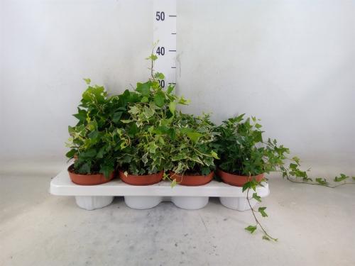 Hedera helix gemengd