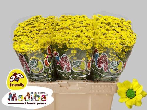 Chrysanthemum Indicum Grp tros santini Madiba Ringa Yellow