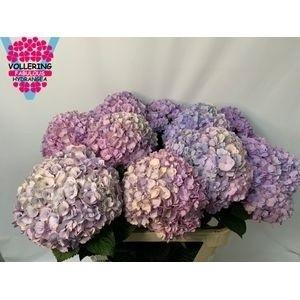 Hydrangea macrophylla Adora (classic)