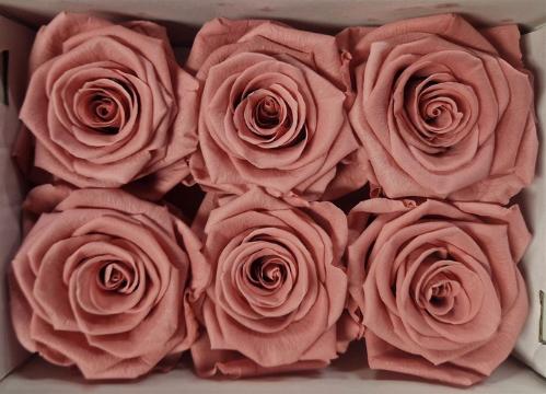 Rosa grootbloemig kleurbehandeld H%