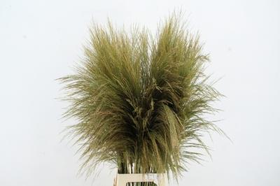 Cortaderia overig