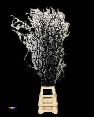 Salix kleurbehandeld H%