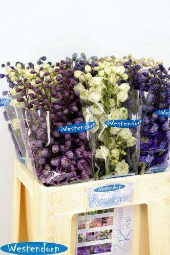 Delphinium dubbelbloemig gemengd