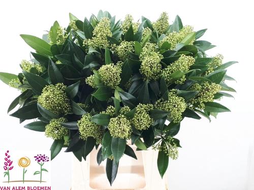 Skimmia per bos confusa 'Kew Green'