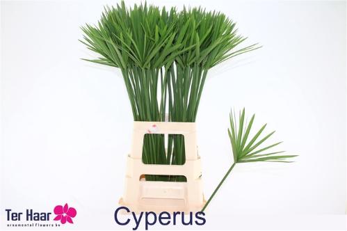 Decoratiegroen groot blad