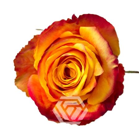 Rosa grootbloemig Silantoi