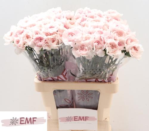 Dianthus standaard Bridal Damascus