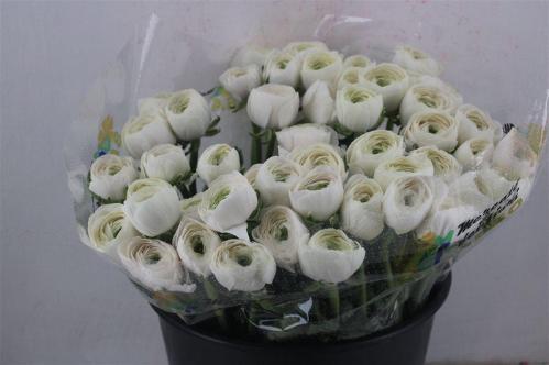 Ranunculus asiaticus Succes Hanoi