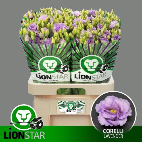 Eustoma russellianum gevuldbloemig 'Corelli Lavender'