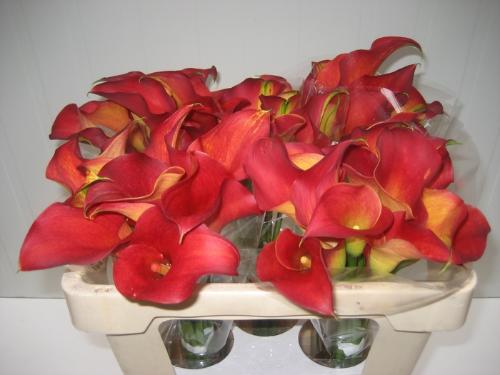Zantedeschia 'Captain Trinity'