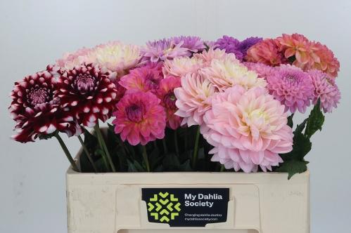 Dahlia gemengd in fust