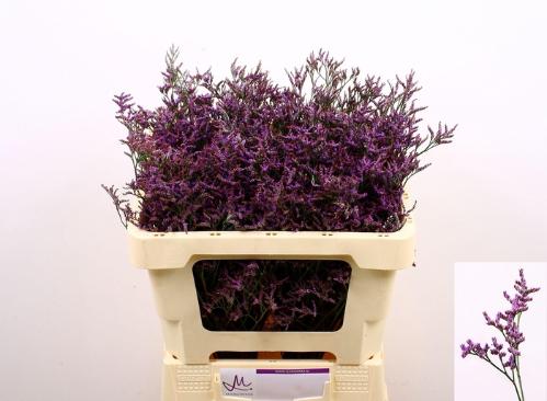 Limonium Safora Dark Blue