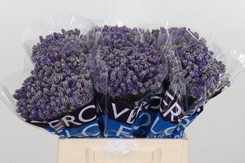 Veronica Smart Fountain