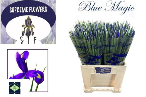 Iris (Hollandse Iris Grp) 'Blue Magic'