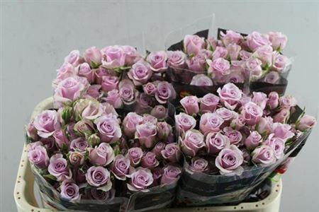 Rosa tros Leila