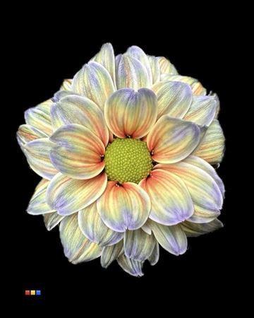 Chrysanthemum Indicum Grp tros kas kleurbehandeld H%