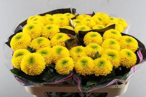 Chrysanthemum (Indicum Grp) geplozen Brasiliana