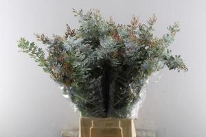 Acacia baileyana bloeiend per bos 'Purpurea'