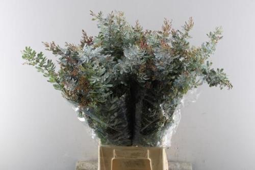 Acacia baileyana bloeiend per bos 'Purpurea'