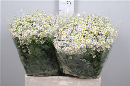 Tanacetum parthenium 'Single Vegmo'