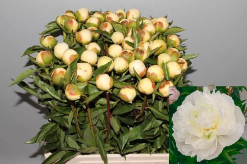 Paeonia Lactiflora Grp 'Duchesse de Nemours'