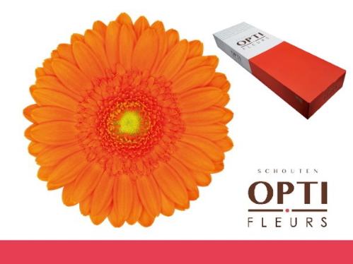 Gerbera mini Max