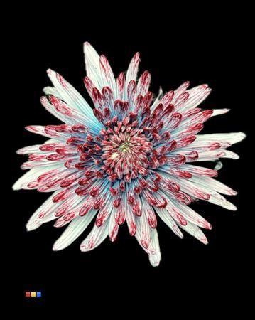 Chrysanthemum (Indicum Grp) geplozen Topspin kleurbehandeld H%