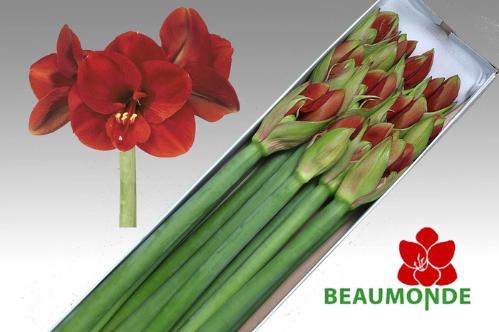 Hippeastrum Galaxy Grp 'Ferrari'