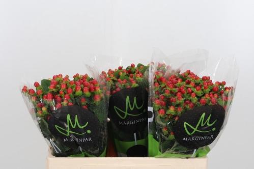 Hypericum androsaemum Tomato Flair