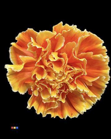 Dianthus standaard kleurbehandeld H%