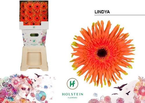 Gerbera grootbloemig krulvormig Gerpasta Lindya