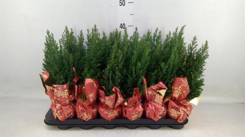 Chamaecyparis lawsoniana 'Ellwoodii'