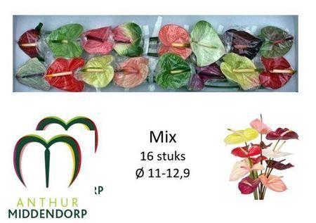 Anthurium Andreanum Grp gemengd