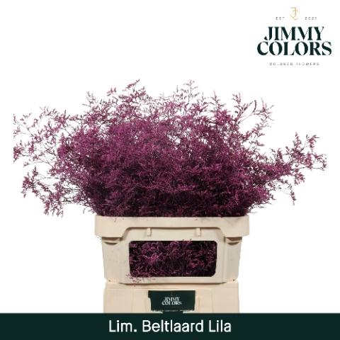 Limonium overig kleurbehandeld H%