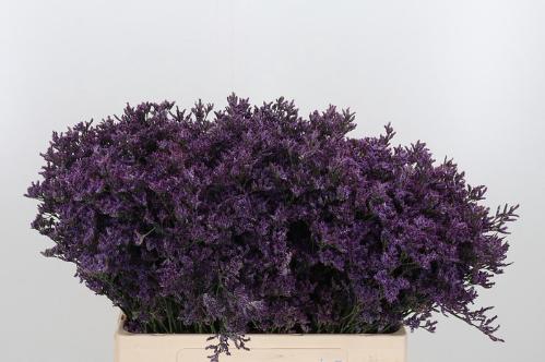Limonium Piuma Dark Blue