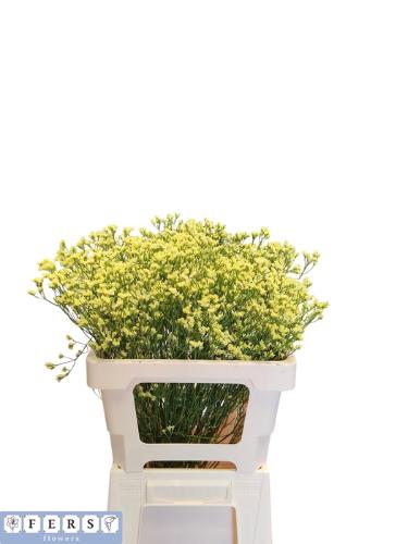 Limonium sinense Cyrus Diamond
