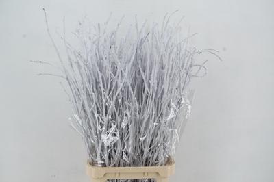 Betula per bos kleurbehandeld