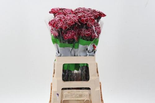 Dianthus standaard kleurbehandeld H%