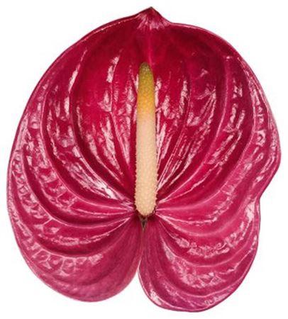 Anthurium Andreanum Grp Milanello